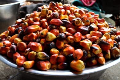 Bowl of palm kernels