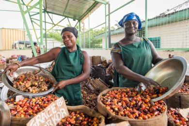 Women workers sorting palm kernels