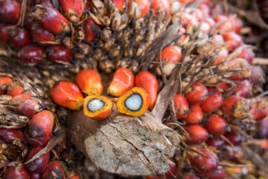 Cut-open palm kernel