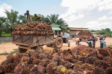 Workers loading and transporting fresh fruit bunches