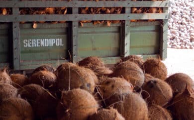 Coconut being transported at Serendipol