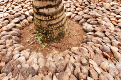 Coconut husks surrounding a palm tree