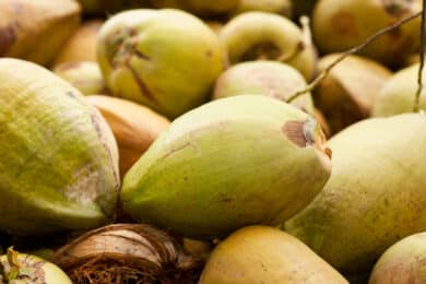 Harvested coconut fruit