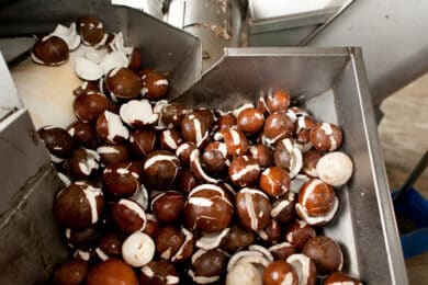 Coconut kernels being processed