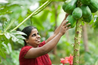 Mrs. M. A. Swarna Damayanthi harvesting papaya