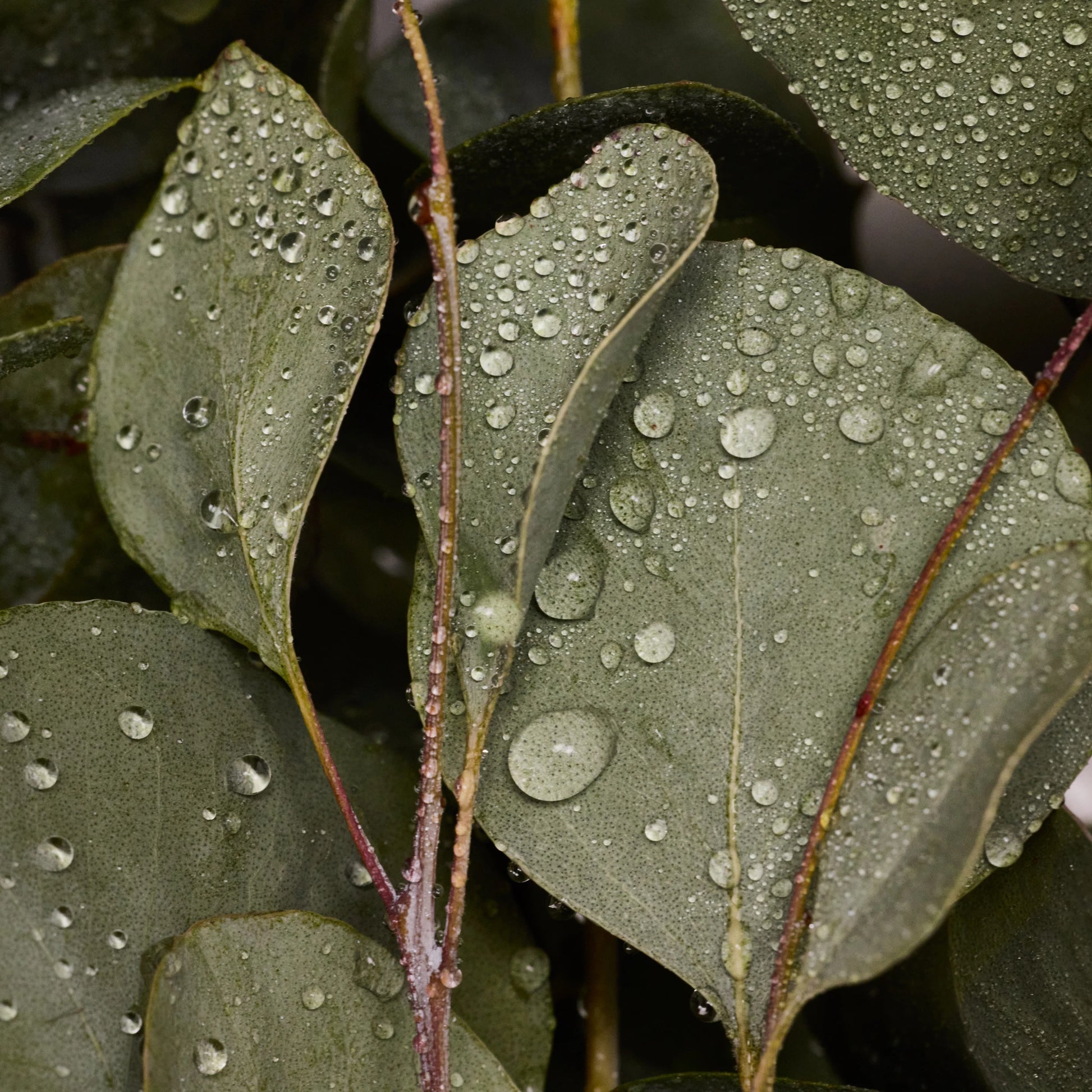Eucalyptus leaves glistening with water droplets, showcasing their vibrant green hues. The natural setting evokes the refreshing essence of eco friendly products like Dr. Bronners eucalyptus castile soap and sustainable beauty practices [5 oz]