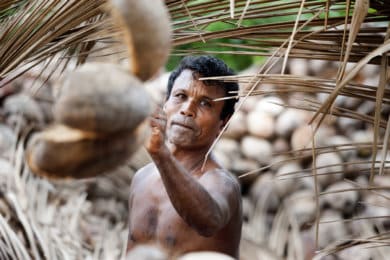 Serendipol worker harvesting coconuts